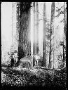 Loggers on springboard with big tree, Polson Logging Co. Camp 2, circa 1922, #G1333_1