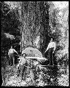 Three loggers on springboards with big treePolson Logging Co., circa 1922, #G1334_1