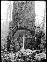 Two loggers with tools and tree, circa 1910, #G1375_1