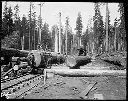 Loggers, donkey engine and big logs at a landing, circa 1910, #G1388_1