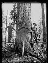 Two loggers and child on springboards at base of tree, circa 1922, #G1462_1