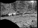 Team of oxen hauling logs, circa 1922, #G1476_1