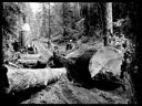 Loggers with donkey engine and skid road, circa 1905, #G0624_1