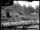 Loggers on large stumps, circa 1905, #G0639_1