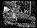 Loggers and horse with felled tree, circa 1915, #G0643_1