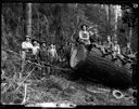 Loggers with horse, cables and log, circa 1905, #G0677_1