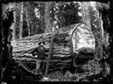 Logger with saw and felled tree, circa 1905, #G0691_1