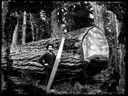 Logger with saw and felled tree, circa 1905, #G0695_1