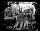 Loggers on stump with felled tree, circa 1905, #G0701_1