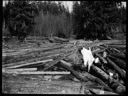 Log pond, circa 1905, #G0702_1