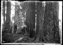 Loggers with axes and standing trees, circa 1922, #G1300_1