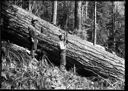 Loggers with saw and felled tree, circa 1910, #G1301_1