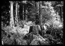 Logger with tools and stump, circa 1922, #G1302_1