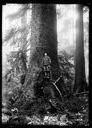 Man on springboard at base of tree, circa 1922, #G1303_1