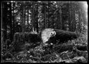 Logger with felled tree and stump, circa 1910, #G1305_1