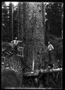 Loggers with tools at base of tree, circa 1922, #G1306_1