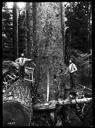 Loggers with tools at base of tree, circa 1922, #G1307_1