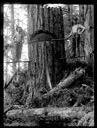 Two loggers with axes on springboards, circa 1922, #G1368_1