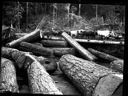 Cattle and log dump, circa 1922, #G1393_1