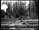 Skid Road & Landing, Camp 2, Polson Logging Co, circa 1915, #G1416_1