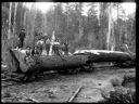 Loggers standing on railroad carload of logs, circa 1910, #G1425_1