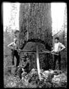 Three loggers with tools at tree, circa 1915, #G1426_1