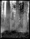 Polson Co. logger in big trees, circa 1915, #G1444_1