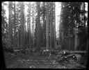 Gang preparing to build landing, Camp 3, Polson Logging Co, circa 1910, #G1445_1