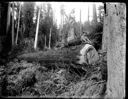 Logger seated on felled tree, circa 1910, #G1446_1