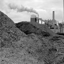 Piles of shredded tires for hog fuel, 9/1/1982, #67876_1