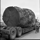 Big spruce log on lowboy, 8/1969, #56336_1