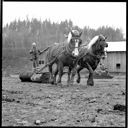 Horses pulling log, 3/15/1970, #57003_1