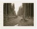 Man with standing trees, 6/28/1955-6/30/1955, #29575_2