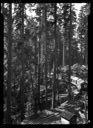 Logging camp on rails in timber, 9/2/1925, #10295_1