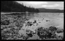 Hood Canal shellfish on the beach, circa 1925, #4108_1