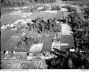 Grayland cranberry bogs, 10/17/1948, #L31R21F11_1