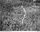 Logging operation with log decks and a corduroy road, 4/26/1949, #L32R27F8_1