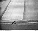 Farmer on tractor plowing a field, 5/8/1949, #L32R31F23_1